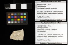 Foto (Objekt + Etiketten) von Mundopsidae indet. (NHMW-GEO-1990-0041-1996)